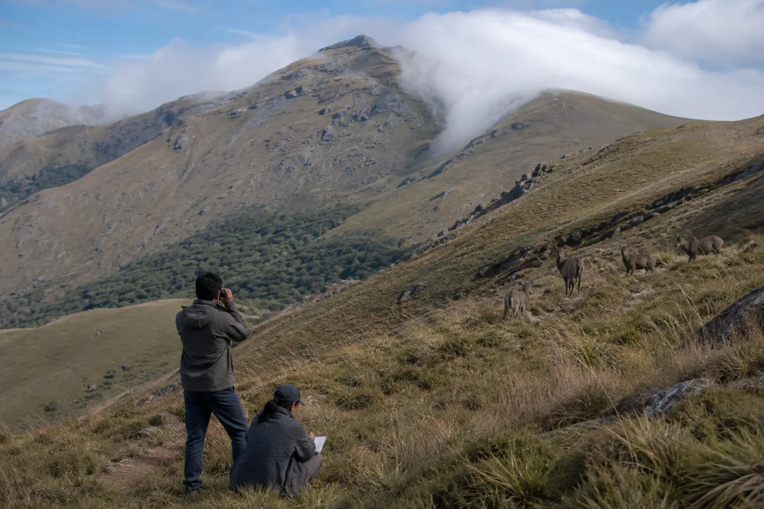 Editorial interpretation of researchers observing Nilgiri tahr from a distance in Western Ghats grassland
