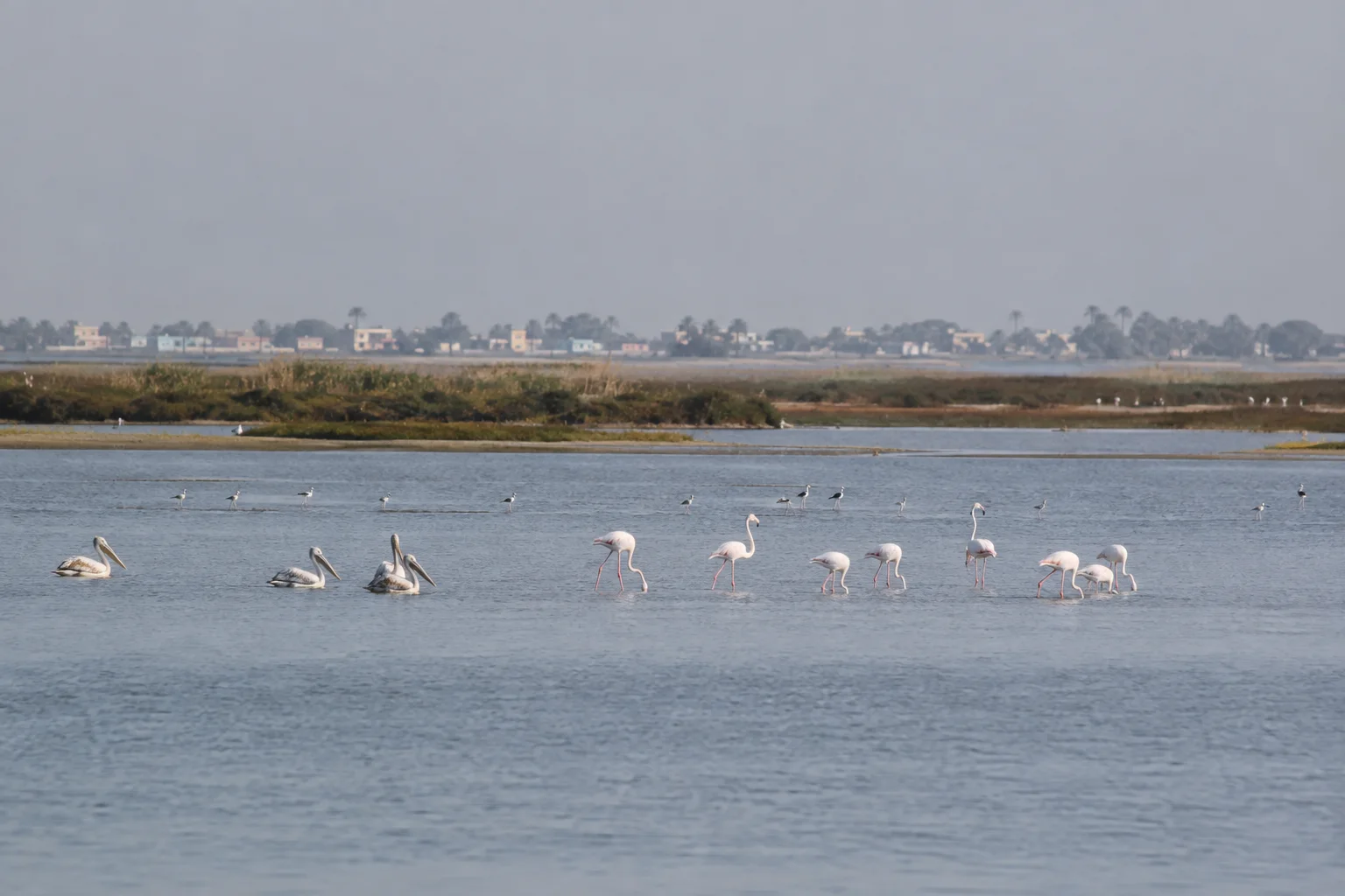 Editorial interpretation of flamingos, pelicans and shorebirds dispersed across the shallows of Pulicat Lagoon