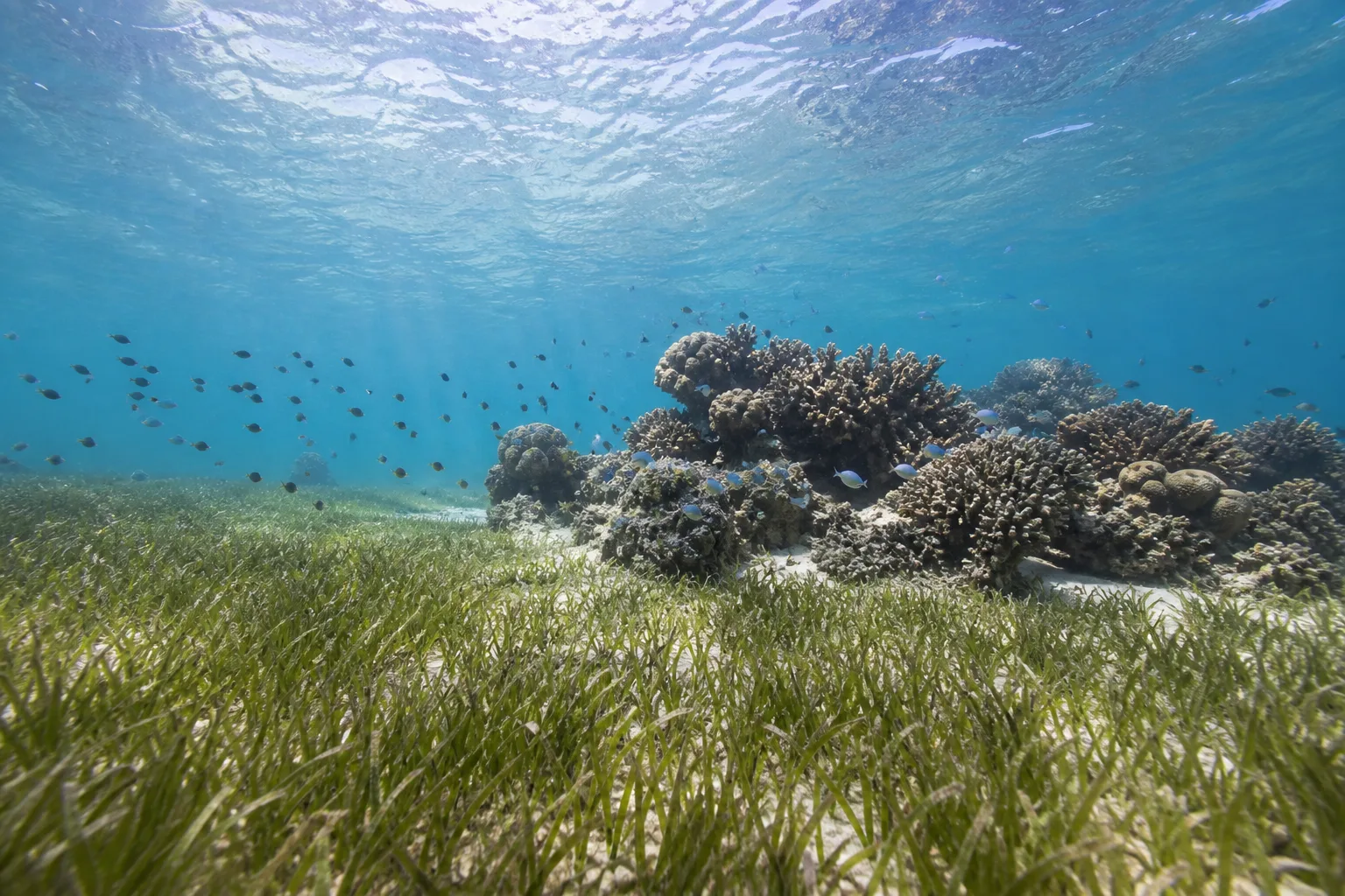 Shallow seagrass meadow beside coral habitat in clear coastal water