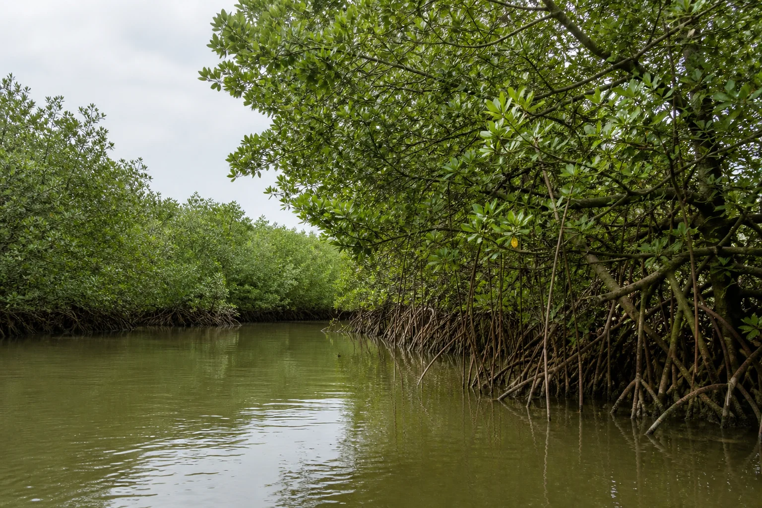 Mangrove roots and canopy beside a tidal channel in the Pichavaram wetland