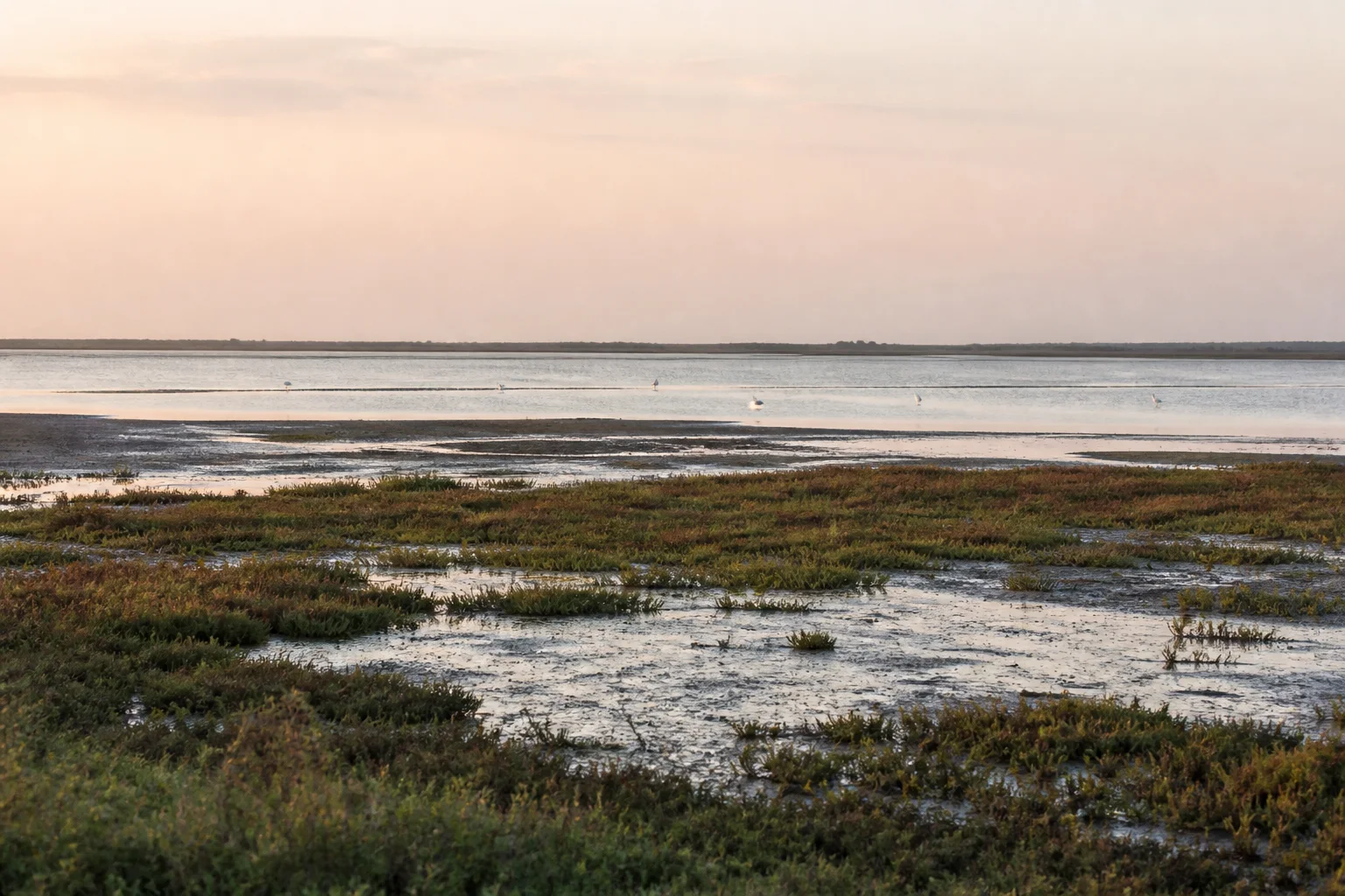 Shallow saline wetland, mudflats and salt-tolerant vegetation in the Point Calimere and Vedaranyam landscape