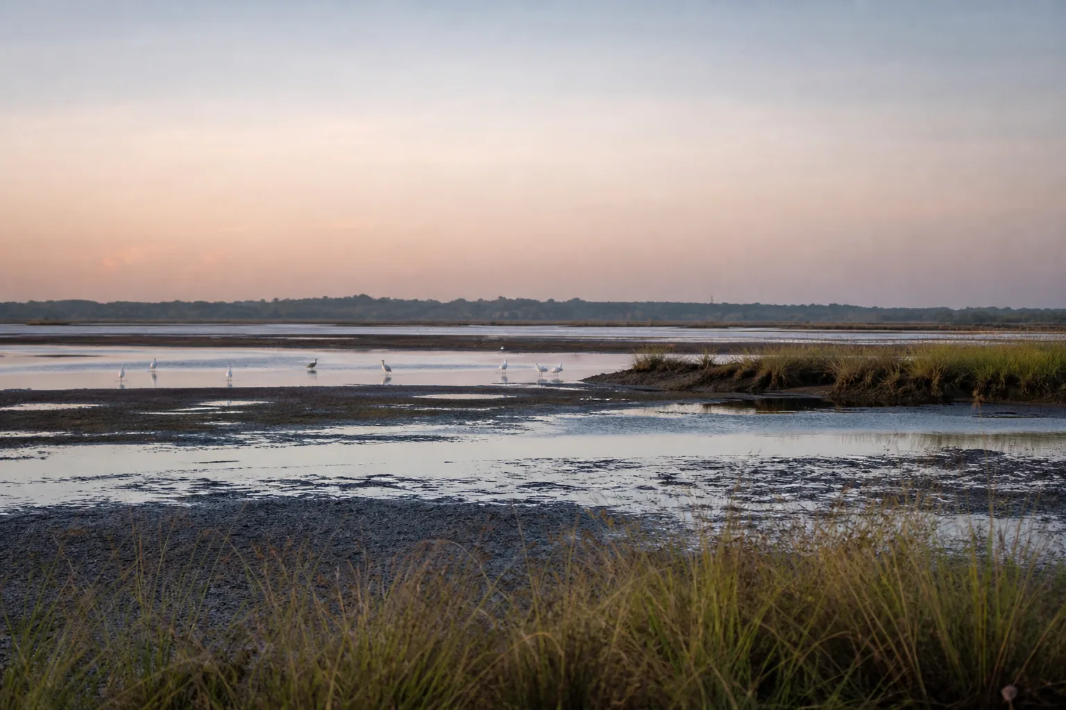 Coastal wetland mudflats, sedges and distant wading birds at dawn